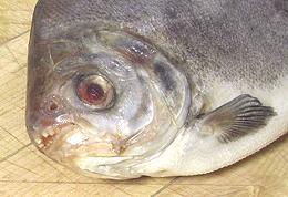 Pacu Head showing teeth