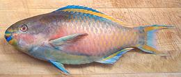 Parrotfish