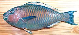 Parrotfish