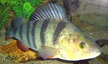 European Perch