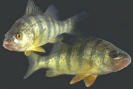 Two Live Perch swimming