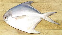 Whole White Pomfret 04e