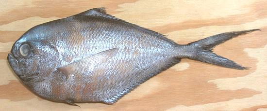 Whole Pacific Pomfret