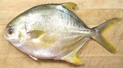 Whole Golden Pompano