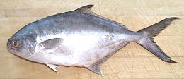 whole Paloma Pompano