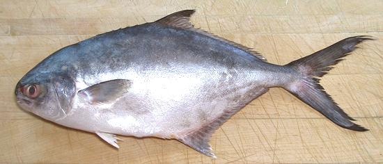 Whole Paloma Pompano