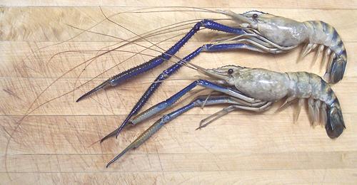 Two Giant River Prawns