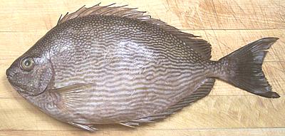 Whole Java Rabbit Fish