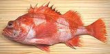 Redbanded Rockfish