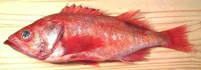 Whole Ocean Perch Fish