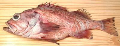 Whole Rougheye Rockfish