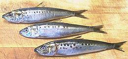 Sardine