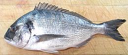 Whole Gilded-head Seabream