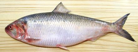 Whole American Shad Fish