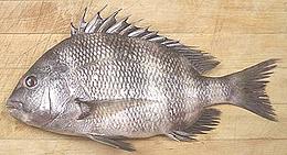 Whole Sheepshead Seabream 02e