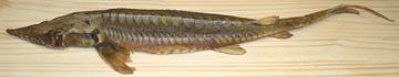 Smoked Whole Sturgeon