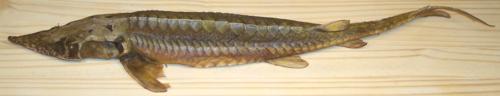 Whole Smoked Sturgeon