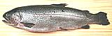 Rainbow Trout