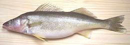 Walleye, whole