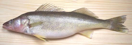 Whole Walleye Fish