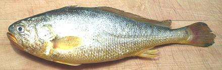 Whole Yellow Corvina