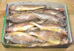 Box of Small Yellow Corvina