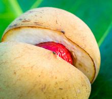 Nutmeg Fruit