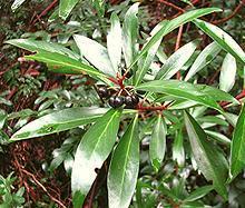 Leaves, Berries