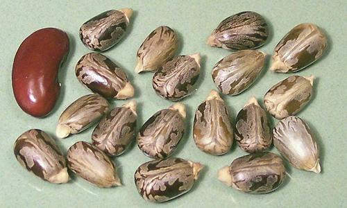 Whole Castor Beans