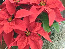 Red Poinsettia Flowers