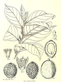 Plant Drawing