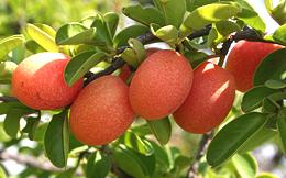 Fruits on Branch