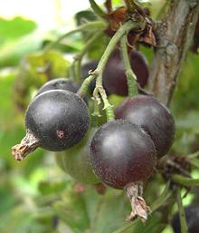 Ripe Jostaberrues on Shrub