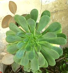 Live Saxifrage Plant