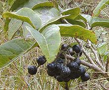 Bignay Fruit on Leafy Branch