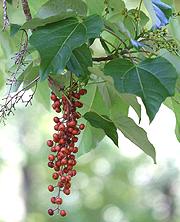 Wonder Tree Leaves & Fruit