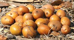 Pile of Whole Mobola Plum Fruit