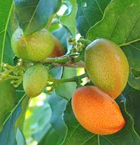 Peanut Butter Fruit on Leafy Branch