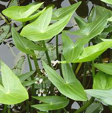 Growing Arrohead Plants