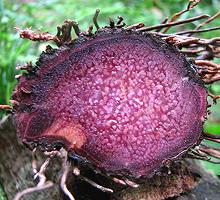 Purple Yam, cut