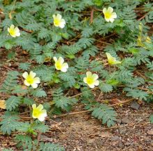 Blooming Puncture Weed